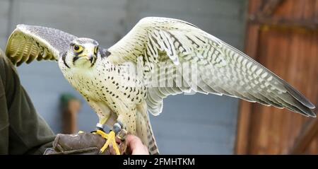 08 May 2021, Saxony-Anhalt, Wörlitz: Although no air shows are currently allowed to take place due to the pandemic, Lanner falcon Lena has to keep to his training time every day with falconer Jim Ohle in Wörlitz Park. The six-year-old falcon is one of 16 birds of prey that must maintain their routine for the performances and have no interruptions. The trained carpenter has made his hobby a profession for 15 years and now hopes with his eagles, vultures, buzzards, hawks and owls soon to the openings for his air shows. Photo: Waltraud Grubitzsch/dpa-Zentralbild Stock Photo