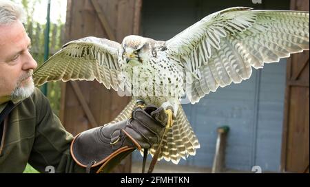 08 May 2021, Saxony-Anhalt, Wörlitz: Although no air shows are currently allowed to take place due to the pandemic, Saker Falcon Sahra has to keep to his training time every day with falconer Jim Ohle in Wörlitz Park. The sixteen-year-old falcon is one of 16 birds of prey who must maintain their routine for the performances and have no interruptions. The trained carpenter has made his hobby a profession for 15 years and now hopes with his eagles, vultures, buzzards, hawks and owls soon to the openings for his air shows. Photo: Waltraud Grubitzsch/dpa-Zentralbild Stock Photo
