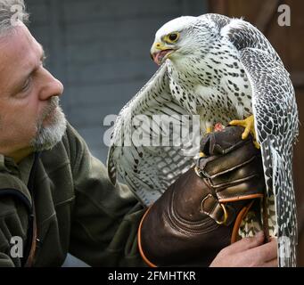 08 May 2021, Saxony-Anhalt, Wörlitz: Although no air shows are currently allowed to take place due to the pandemic, Gerda the Gerfalcon has to keep to his training time every day with falconer Jim Ohle in Wörlitz Park. The three-year-old falcon is one of 16 birds of prey that must maintain their routine for the performances and have no interruptions. The trained carpenter has made his hobby a profession for 15 years and now hopes with his eagles, vultures, buzzards, hawks and owls soon to the openings for his air shows. Photo: Waltraud Grubitzsch/dpa-Zentralbild Stock Photo