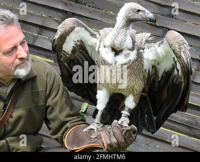 08 May 2021, Saxony-Anhalt, Wörlitz: Although no air shows are currently allowed to take place due to the pandemic, lesser griffon vulture Max has to keep to his training time every day with falconer Jim Ohle in Wörlitz Park. The 19-year-old vulture is one of 16 birds of prey who must maintain their routine for the performances and have no interruption. The trained carpenter has made his hobby a profession for 15 years and now hopes with his eagles, vultures, buzzards, hawks and owls soon to the openings for his air shows. Photo: Waltraud Grubitzsch/dpa-Zentralbild Stock Photo