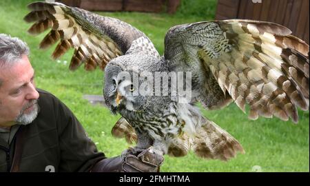 08 May 2021, Saxony-Anhalt, Wörlitz: Although no air shows are currently allowed to take place due to the pandemic, Bruno the Great Horned Owl has to keep to his training time every day with falconer Jim Ohle in Wörlitz Park. The owl is one of 16 birds of prey that must maintain their routine for the performances and have no interruptions. The trained carpenter has made his hobby a profession for 15 years and now hopes with his eagles, vultures, buzzards, hawks and owls soon openings for his air shows. Photo: Waltraud Grubitzsch/dpa-Zentralbild Stock Photo