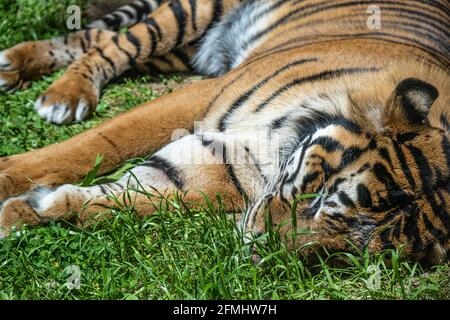 Sumatran tiger (Panthera tigris sumatrae) sleeping at Zoo Atlanta in Atlanta, Georgia. (USA)