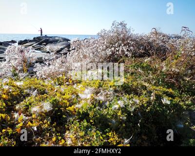 Autumn coast of the Caspian Sea. A plant covered with fluff on the seashore. Rocky seashore. Kazakhstan Mangistau region. 25 October 2019 year. Stock Photo