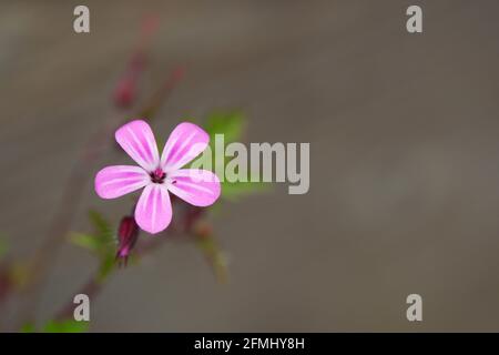 A small magenta purple flower on a small green stem against a artistically blurred brown background Stock Photo