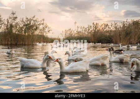 Flock of geese swimming in Azmak creek in Akyaka slow city in Turkey Stock Photo