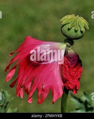 Beautiful Oriental Poppy (Papaver Orientale) 'Goliath' flower in Chashme Shahi Garden, Srinagar, Jammu & Kashmir, India Stock Photo