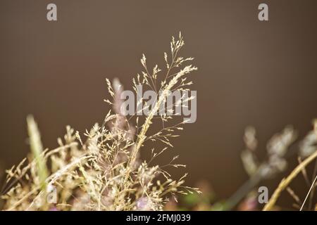 Seed heads of summer grasses beside a pond with a darker reflective background. Stock Photo