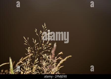 Summer grass seed heads beside a pond with darker background. Stock Photo