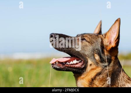 Adorable purebred dog with open mouth and fluffy fur looking up on meadow under blue sky Stock Photo