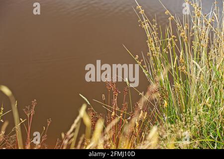 Flowering summer grasses beside a pond with darker sky reflections in the background. Stock Photo