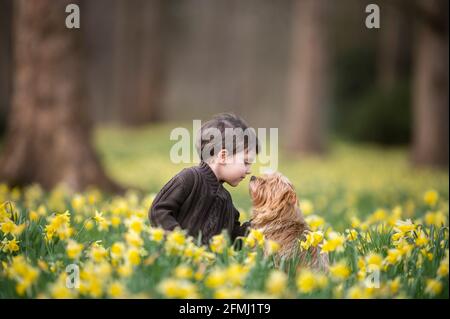 Toddler and his dog are sitting on a field of daffodils and putting their noses together