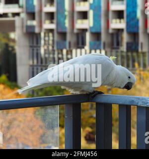 Curious cocky. A large white Sulphur-crested Cockatoo, Cacatua Galerita, perched on a balcony, leaning over to see what mischief it might get up to Stock Photo