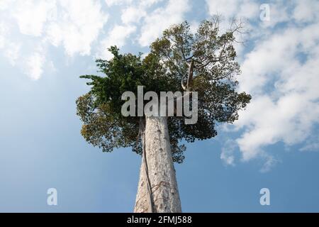 Spectacular tree seen from below Stock Photo