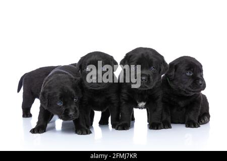 beautiful black labrador retriever dogs standing and posing isolated on white background in studio Stock Photo