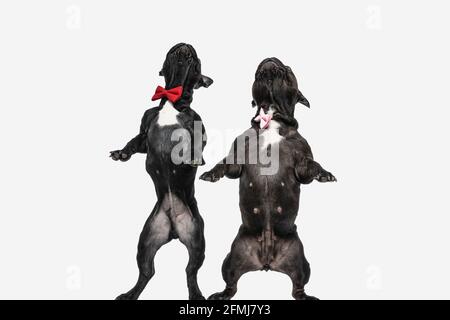 two cute french bulldog dogs checking what's above them, standing on hind legs and wearing a bowtie Stock Photo