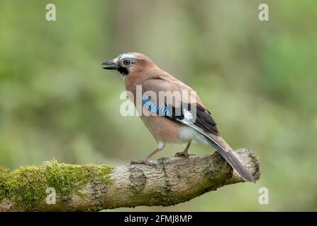 Eurasian Jay in Springtime.  Scientific name: Garrulus Glandarius.  Close up of a colourful Jay with open beak.  Facing left and perched on moss cover Stock Photo