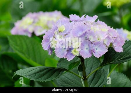 Hydrangea macrophylla 'Amethyst'. Mophead or hortensia hydrangea with blue colour grown in acidic soils. Also known as "magical amethyst'. Stock Photo