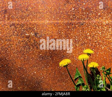 Yellow dandelion flowers on the background of a rusty metal wall. Yellow dandelion. Blooming flower. Iron wall. Metal corrosion. Rusty surface. Place Stock Photo