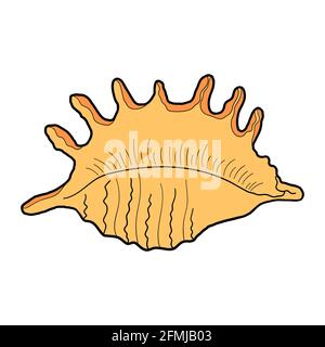 Hand-drawn spider conch shell of engraved line. Design element for invitations, greeting cards, posters, banners, flyers and more.  Vector colorful Stock Vector