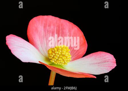 Close Up of Begonia flower, isolated on black background. With beauty yellow center and stamens. Stock Photo