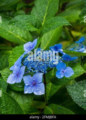hydrangea macrophylla cultivar. Stock Photo