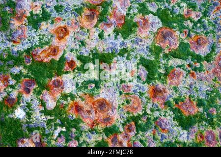 Green Seaweed on a rusty metal plate Stock Photo