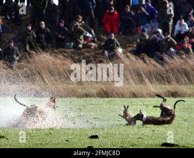 hare coursing at great altcar.26/2/02 pilston Stock Photo