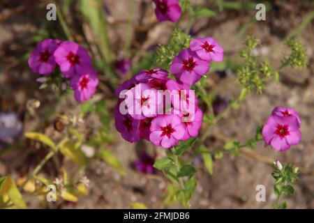 Pink wild orchids in a field with natural flowers in the Netherlands Stock Photo