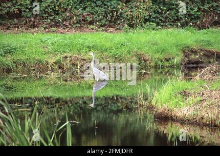 Heron in the water hunting for fish and reflecting on the surface Stock Photo