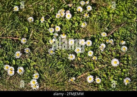 Beautiful op view of lots of small single low growing chamomile (Mayweed) flowers on dark green grass background, Dublin, Ireland. Soft and selective Stock Photo