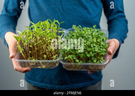 Hold the microgreen in hands. Cabbage, daikon and radish seedlings. Sprouted sprouts. Urban gardening. Organic vegan food. Useful vitamins. Growing at Stock Photo