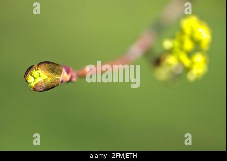 Beautiful closeup view spring maple (Acer) tree buds on green blurry background Ballinteer, Dublin, Ireland. Soft and selective focus macro Stock Photo
