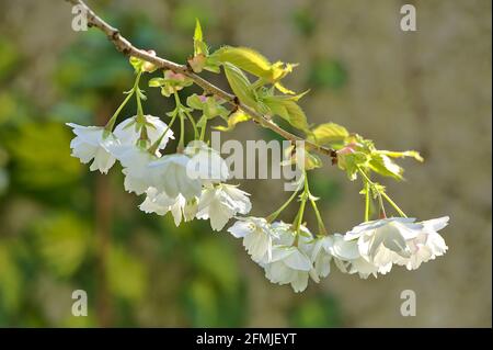 Beautiful blurry closeup view of delicate spring white cherry (Prunus Shogetsu Oku Miyako) blossoms flowering branch in Ballinteer, Dublin, Ireland Stock Photo