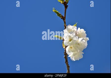 Beautiful closeup view of delicate spring white cherry (Prunus Shogetsu Oku Miyako) blossoms flowering against blue sky, Ballinteer, Dublin, Ireland. Stock Photo