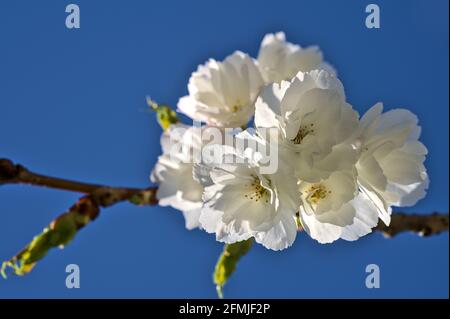 Beautiful closeup view of delicate spring white cherry (Prunus Shogetsu Oku Miyako) blossoms flowering against blue sky, Ballinteer, Dublin, Ireland. Stock Photo