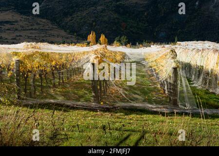 Netting on autumn yellow vines to prevent bird and wind damage, Otago region, South Island of New Zealand Stock Photo