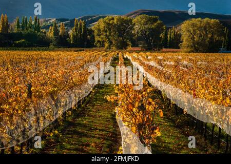 Autumn landscape view of golden vineyard rows with rolling hills in the background, Otago region, South Island Stock Photo