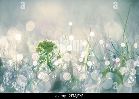 Close-up photo of a plant at morning sunlight. bright pastel colors, lens flare, bokeh, copy space. Summer vacation, loneliness, isolation, nature bac Stock Photo