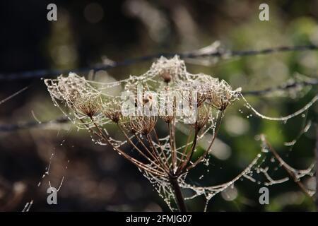Wet cobwebs of dew on faded hogweed flowers in Park Hitland Stock Photo