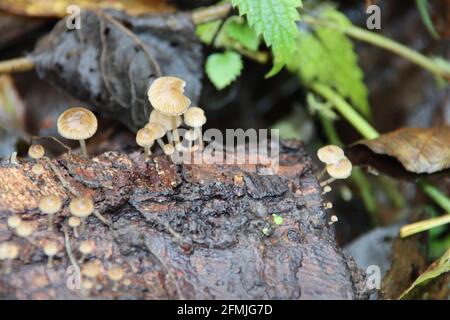 Scaly bundle fungus in the botanic garden in capelle aan den IJssel Stock Photo