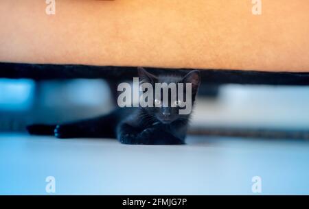 Angry black kitten looking up with mean look Stock Photo