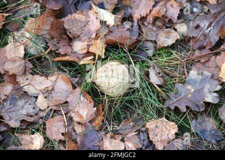 Scaly bundle fungus in the botanic garden in capelle aan den IJssel Stock Photo