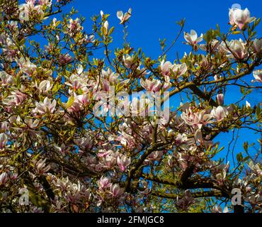 Close up of flowering Magnolia tree (Magnolia liliiflora) Stock Photo