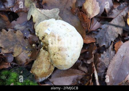 Scaly bundle fungus in the botanic garden in capelle aan den IJssel Stock Photo