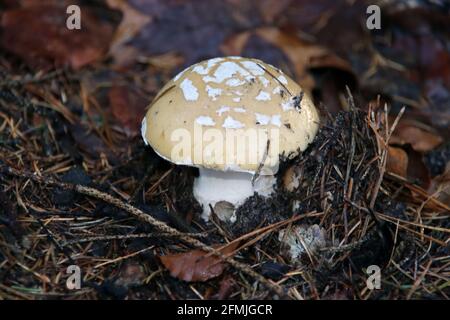 Scaly bundle fungus in the botanic garden in capelle aan den IJssel Stock Photo