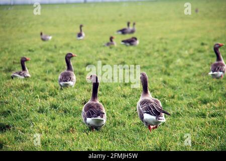 Grey, gooses ,green, meadow ,Bleiswijk ,the Netherlands, Stock Photo