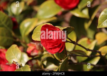 Red blossoms of the rhododendron shrub during the spring in the Netherlands Stock Photo