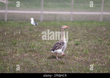 A gray goose walks around in a seagull's wool in th eport of Rotterdam Stock Photo