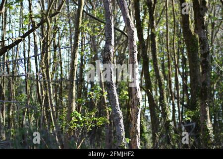Slender Tree Trunks landscape Stock Photo