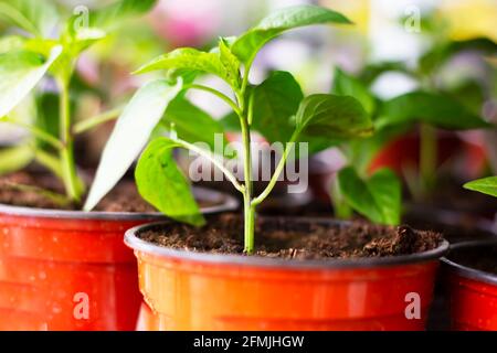 paprika plants in pots on window sill Stock Photo